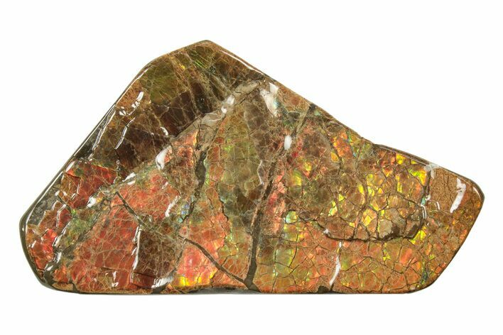 Red/Yellow//Green Ammolite (Fossil Ammonite Shell) - Alberta #242928